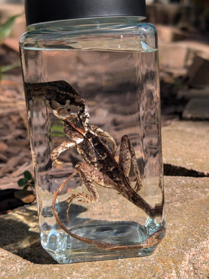 Frilled dragon