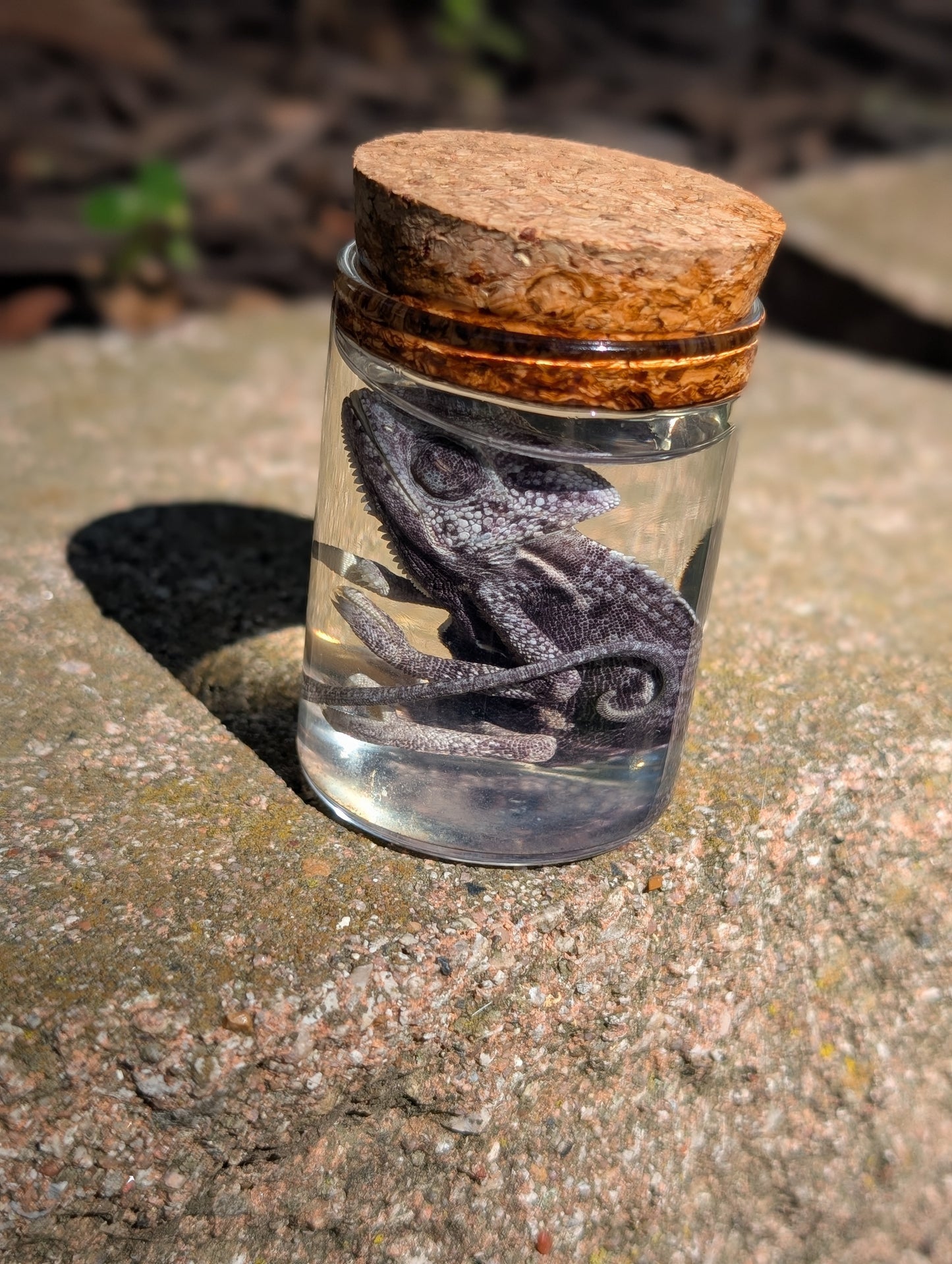 Baby chameleon #1 wet specimen