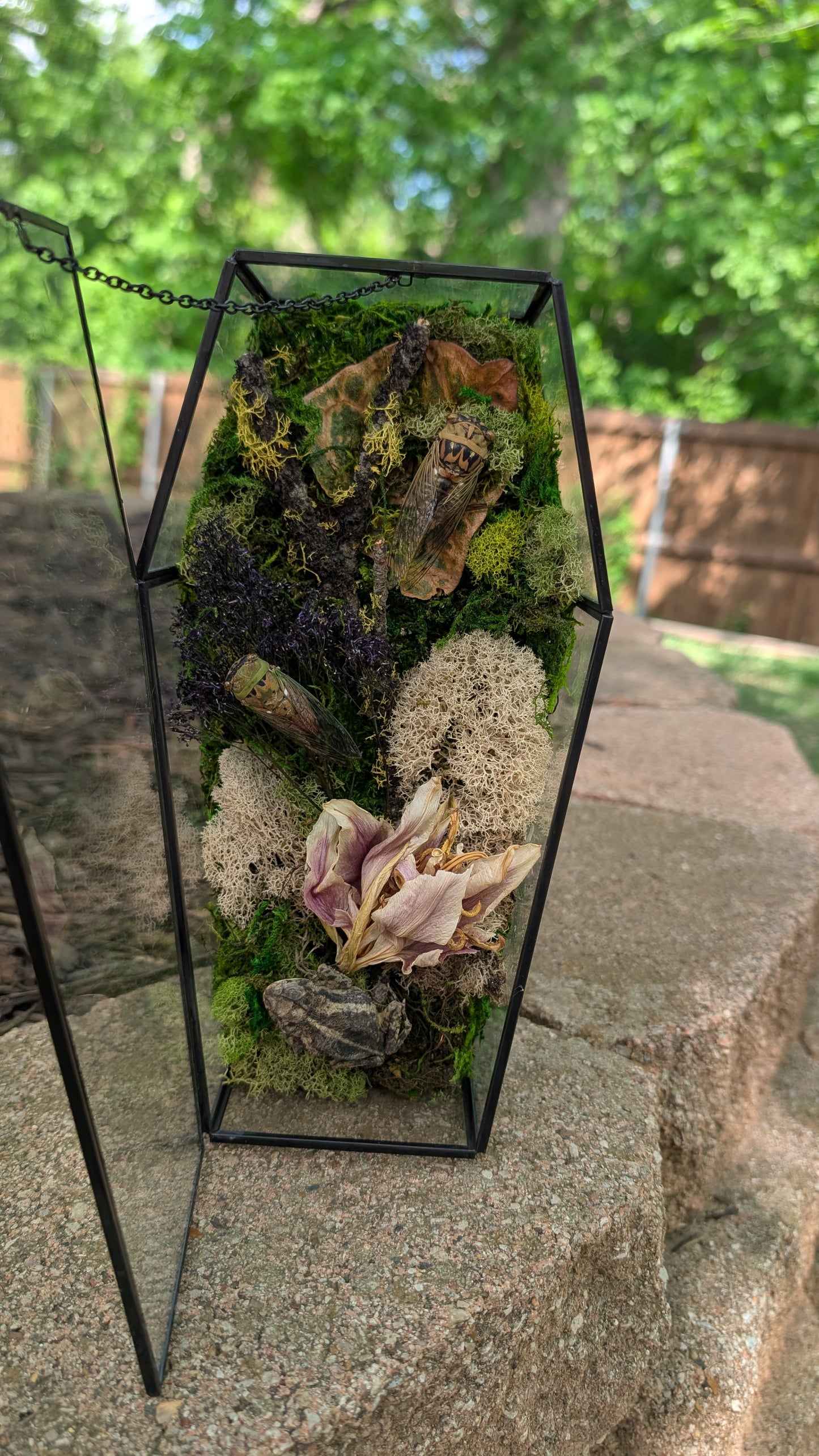 Toad and cicada coffin terrarium