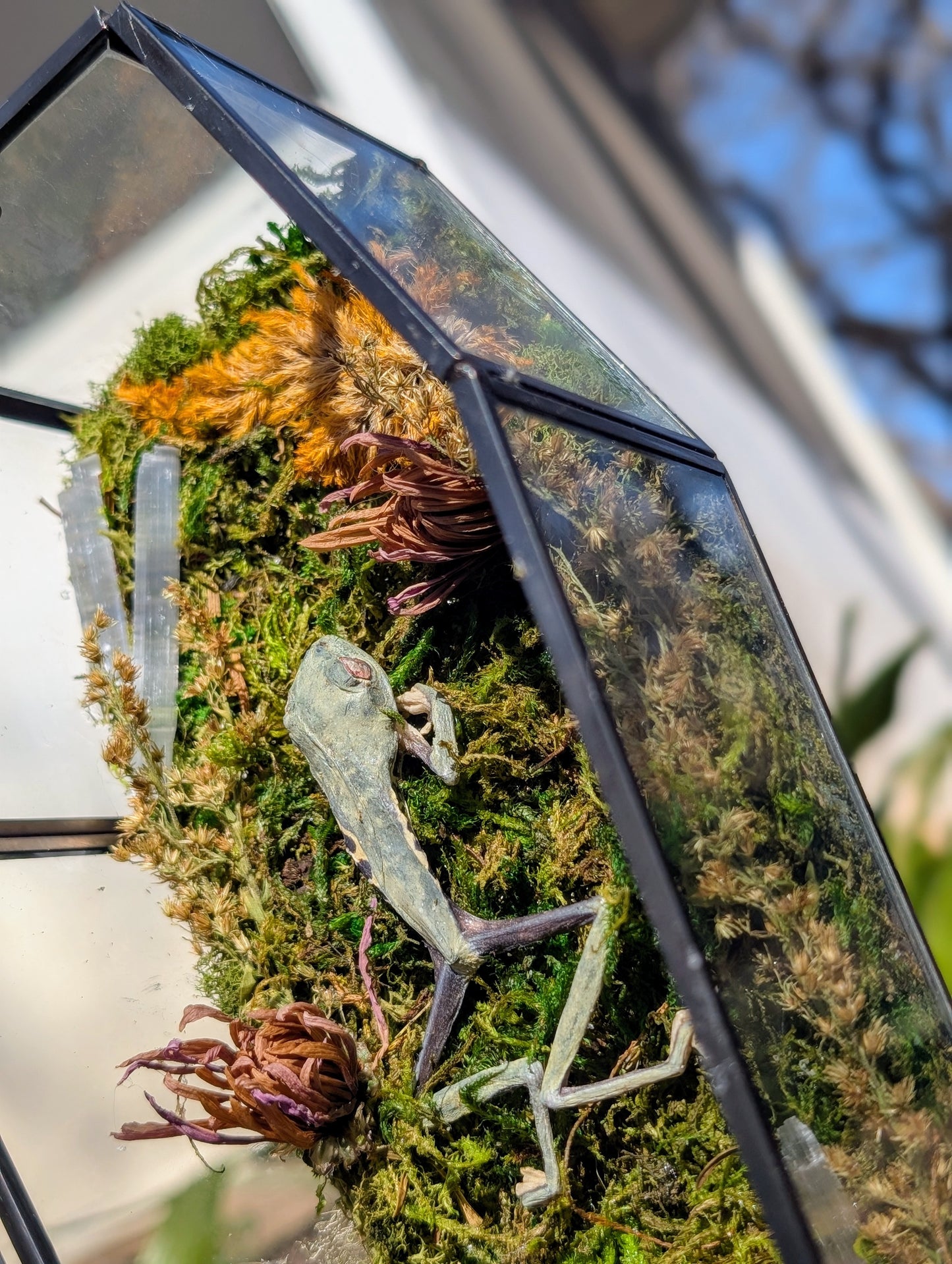 Coffin critters - Green tree frog