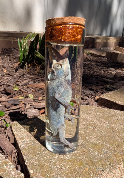 JACKSON'S CHAMELEON - WET SPECIMEN