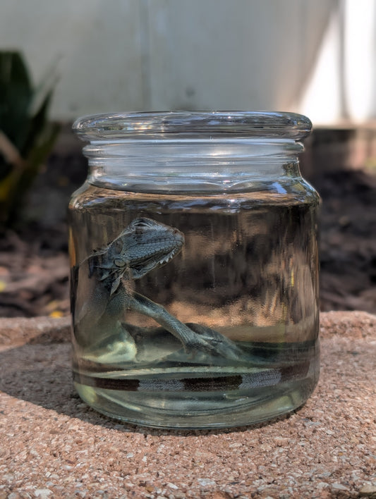 JUVENILE IGUANA - WET SPECIMEN