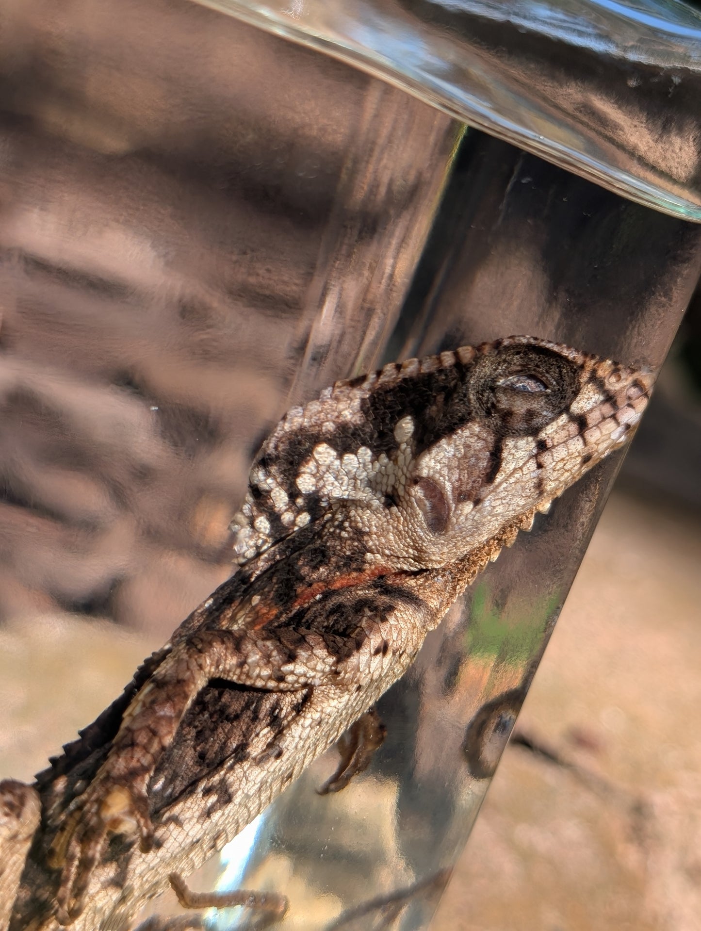 Frilled dragon