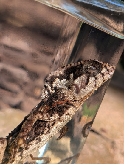 Frilled dragon