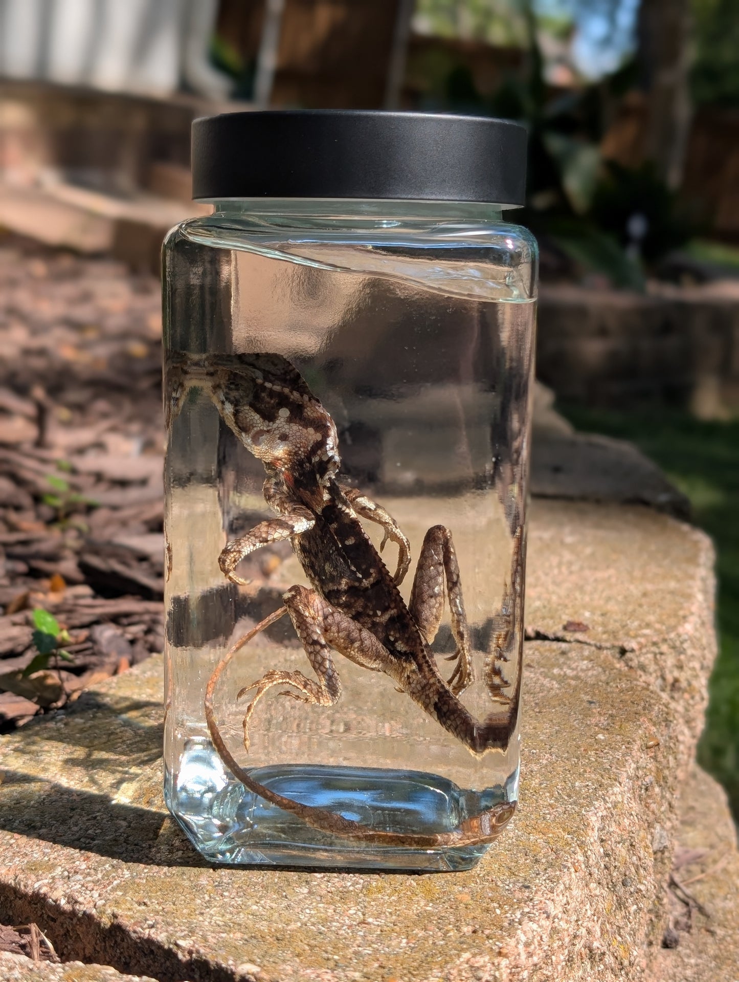 Frilled dragon