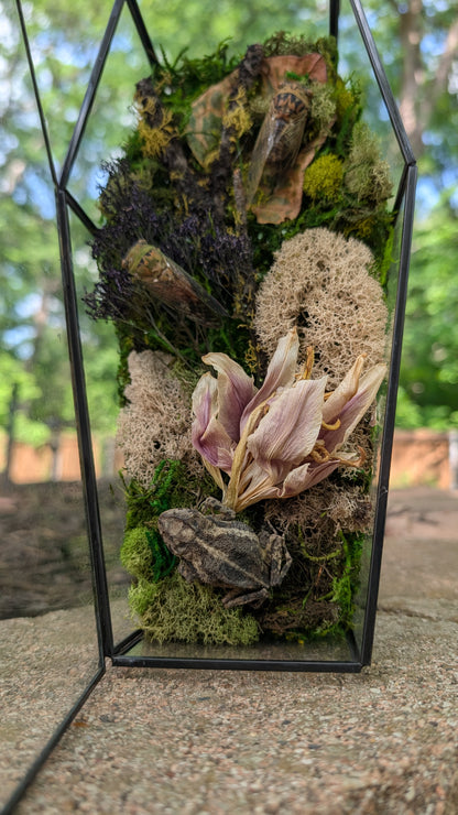 Toad and cicada coffin terrarium