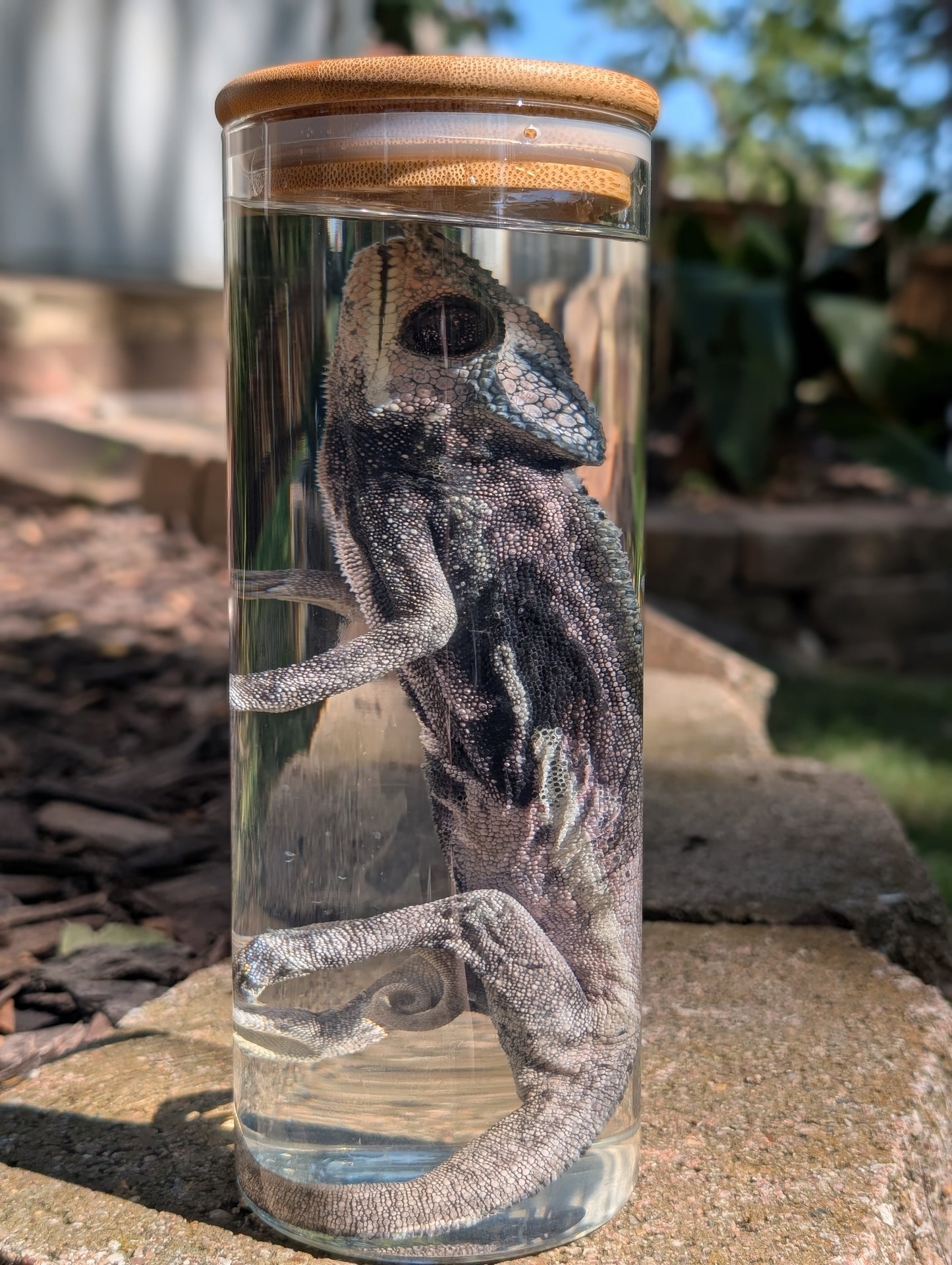 VEILED CHAMELEON- WET SPECIMEN