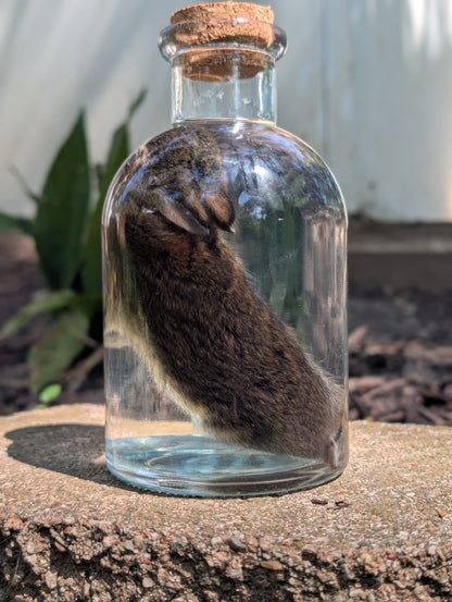 BUNNY WET SPECIMEN #1