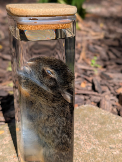 Bunny wet specimen #3