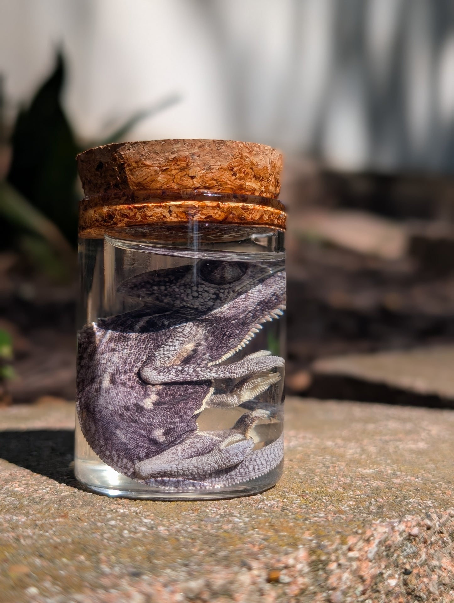 Baby chameleon #1 wet specimen