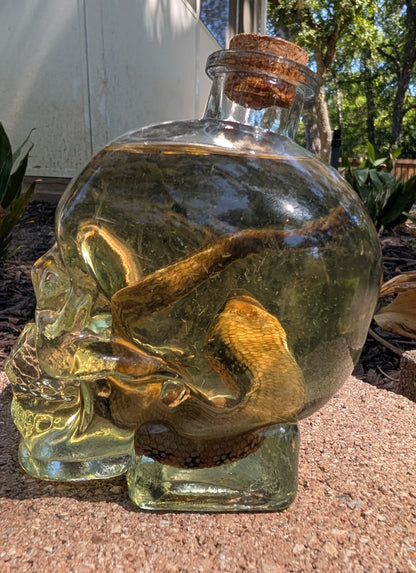 Skull Skink - wet specimen