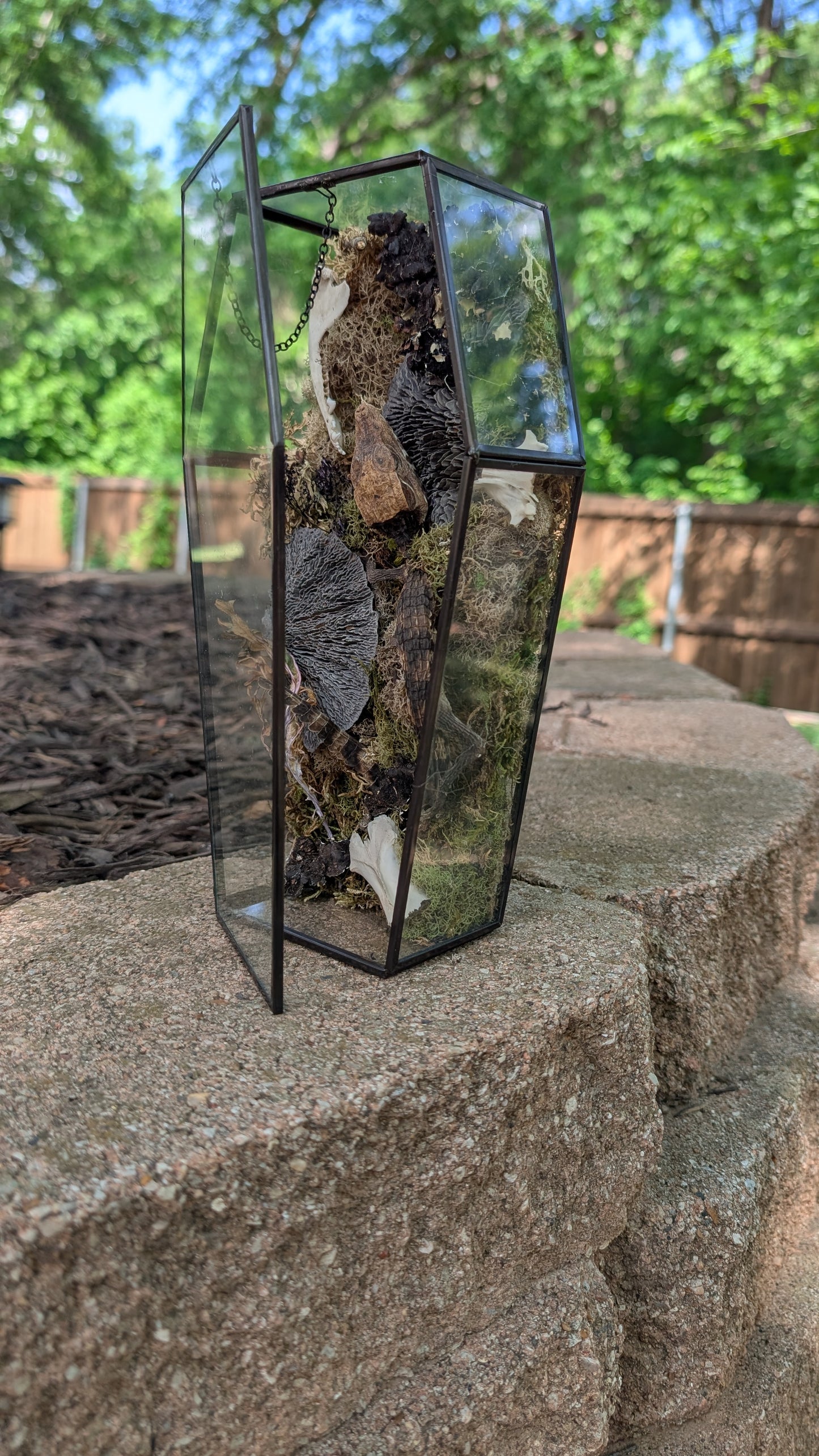 Mummified cayman crocodile coffin terrarium