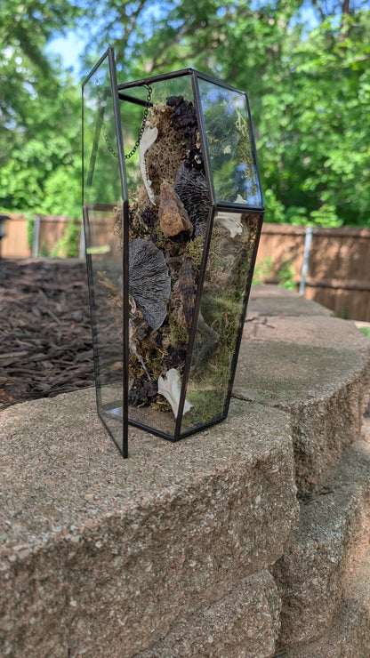 Mummified cayman crocodile coffin terrarium