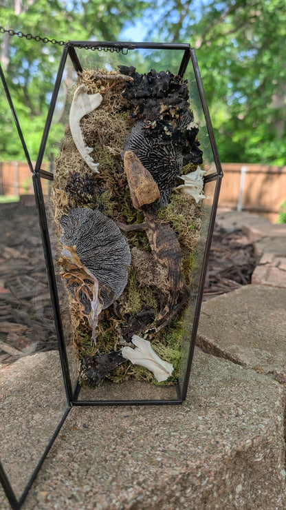 Mummified cayman crocodile coffin terrarium