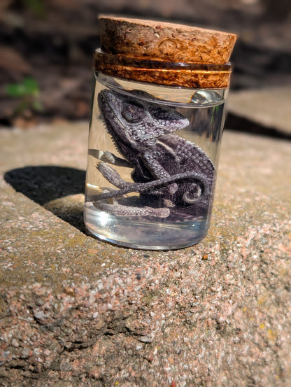 Baby chameleon #1 wet specimen