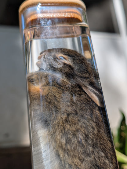 Bunny wet specimen #3