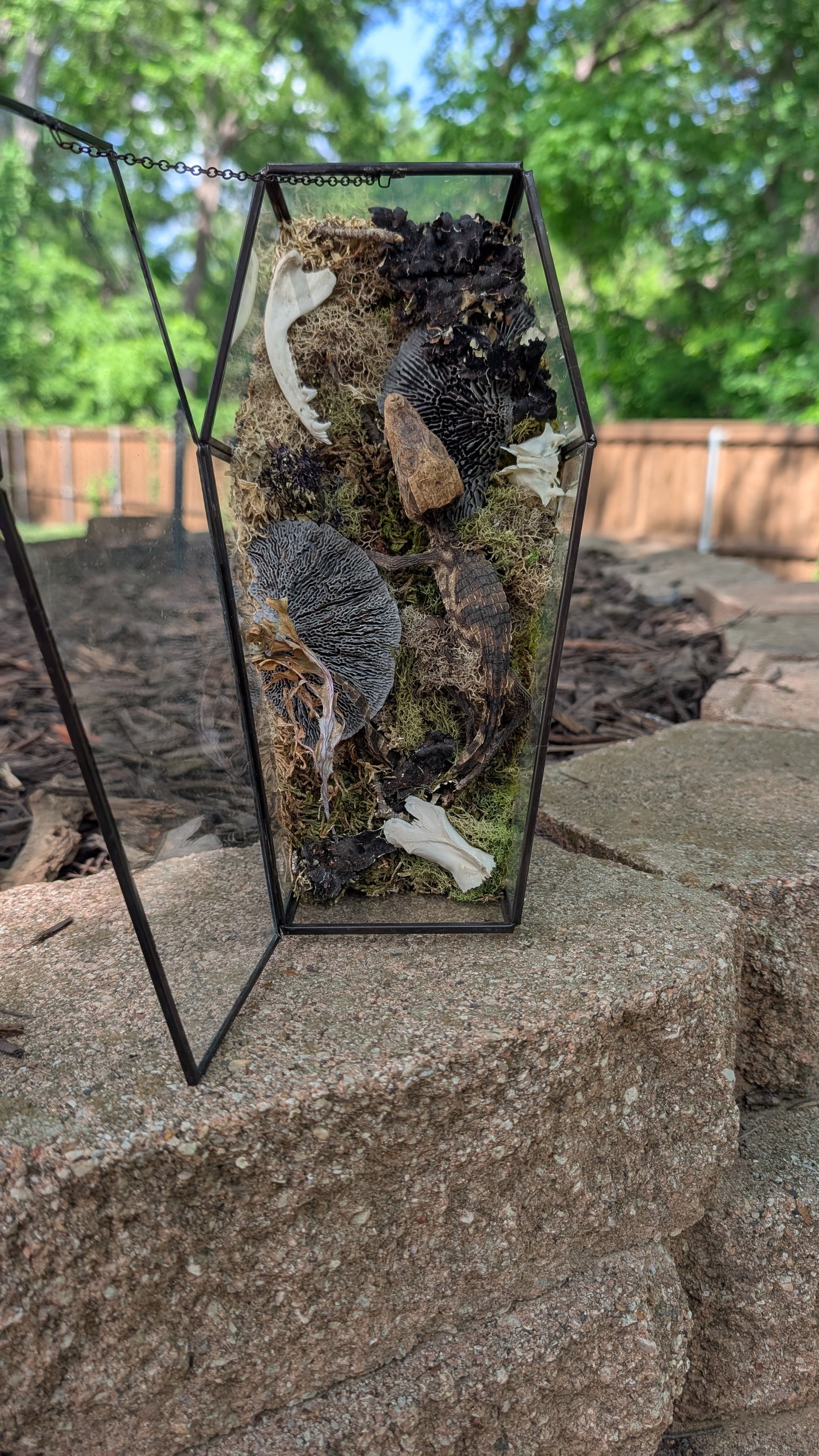 Mummified cayman crocodile coffin terrarium