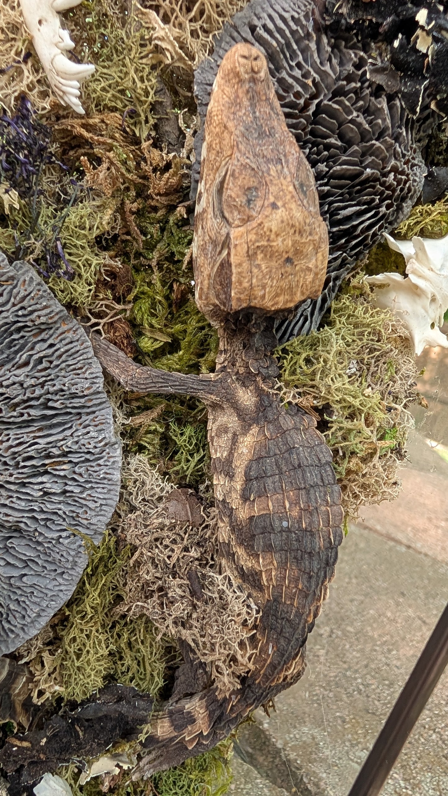 Mummified cayman crocodile coffin terrarium