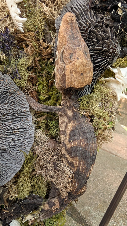 Mummified cayman crocodile coffin terrarium