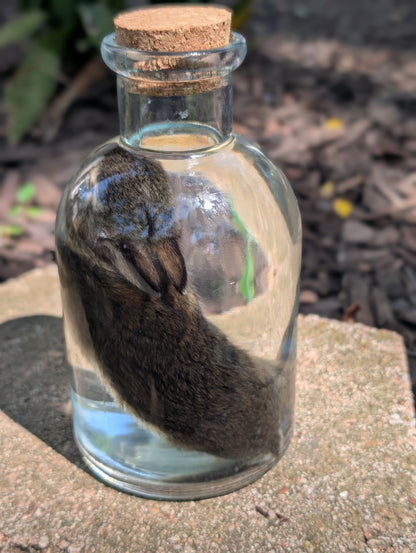 BUNNY WET SPECIMEN #1