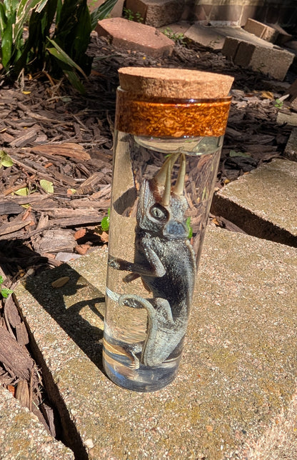 JACKSON'S CHAMELEON - WET SPECIMEN
