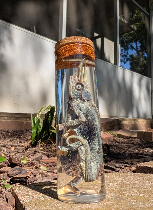 JACKSON'S CHAMELEON - WET SPECIMEN