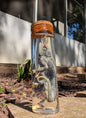 JACKSON'S CHAMELEON - WET SPECIMEN