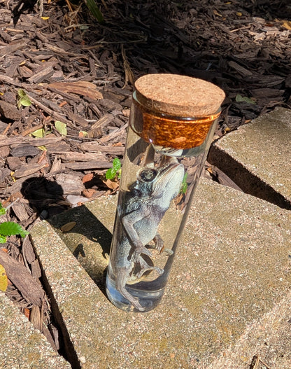 JACKSON'S CHAMELEON - WET SPECIMEN