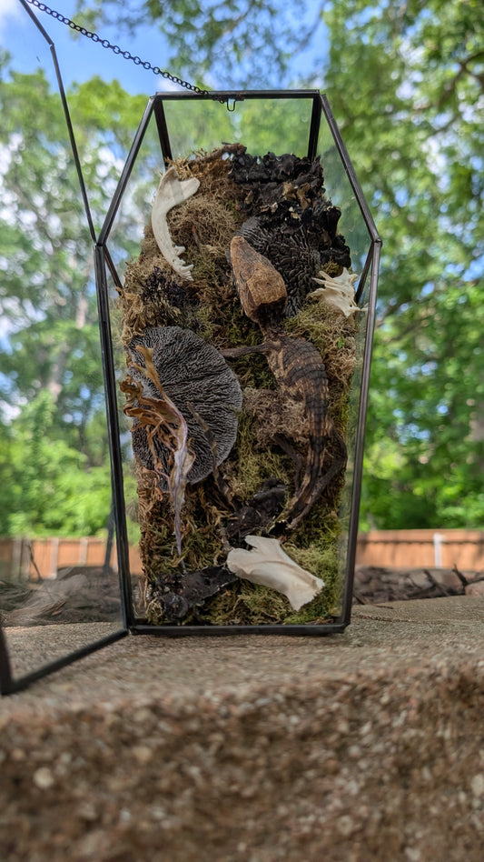 Mummified cayman crocodile coffin terrarium