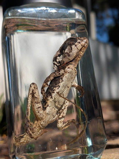 Frilled dragon