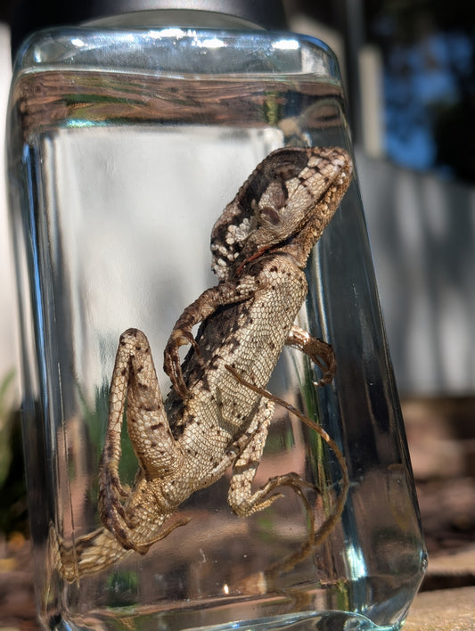 Frilled dragon