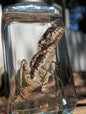 Frilled dragon