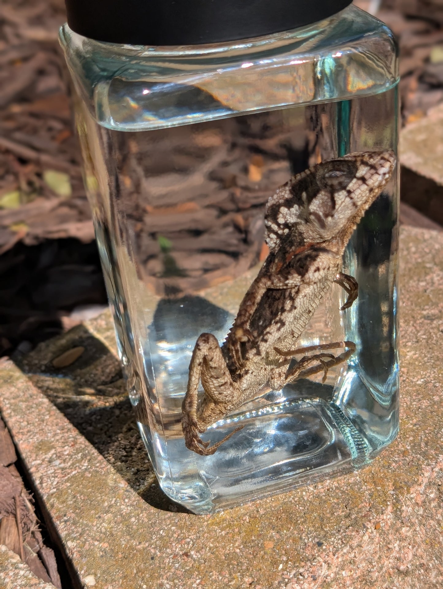 Frilled dragon