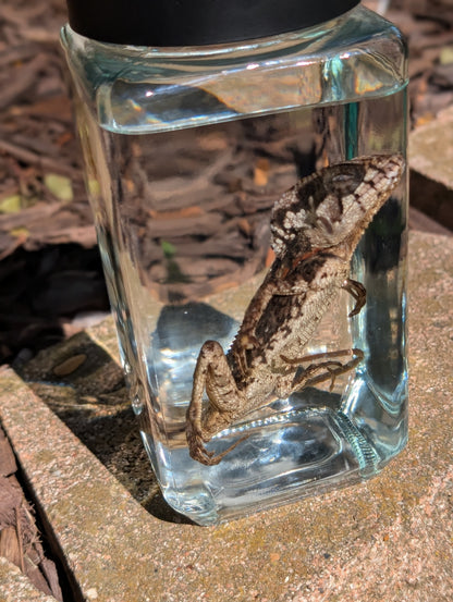 Frilled dragon
