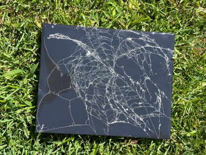 Real spider web canvas