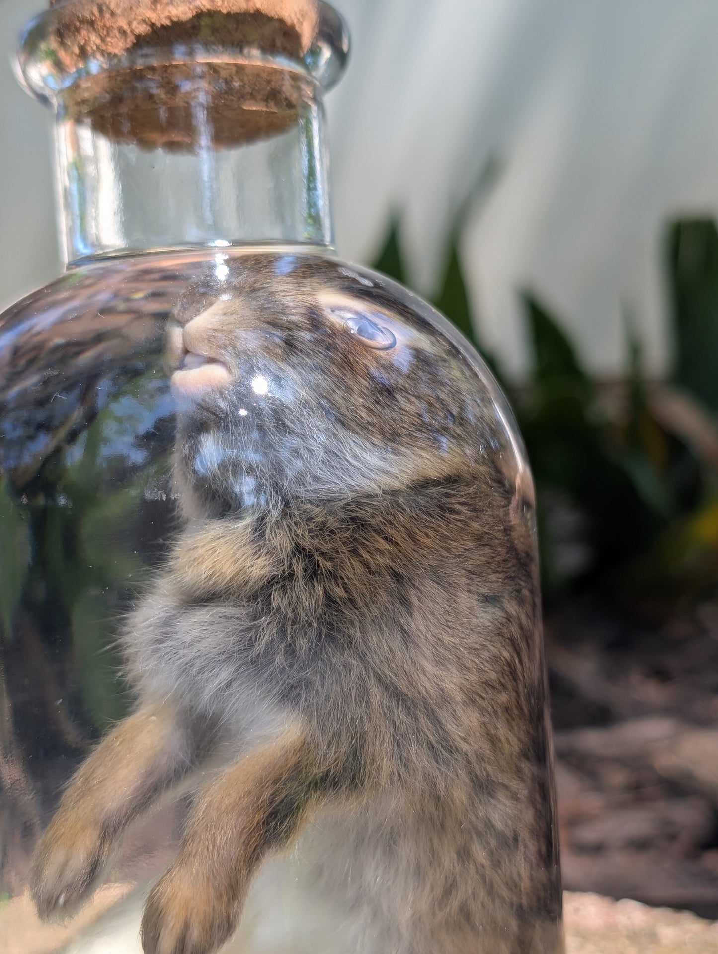 BUNNY WET SPECIMEN #1