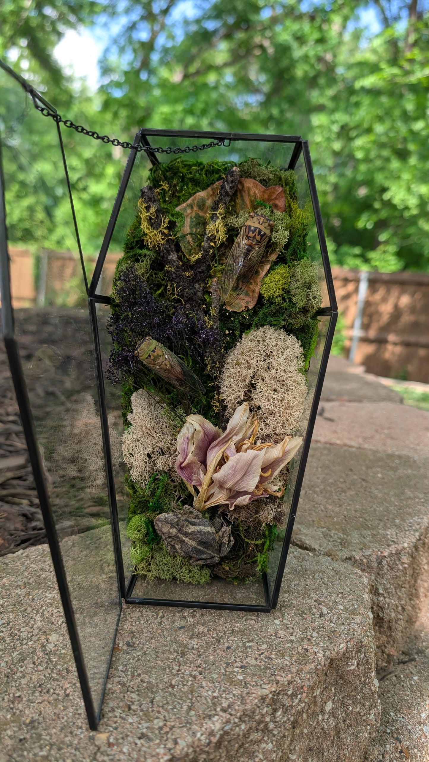 Toad and cicada coffin terrarium