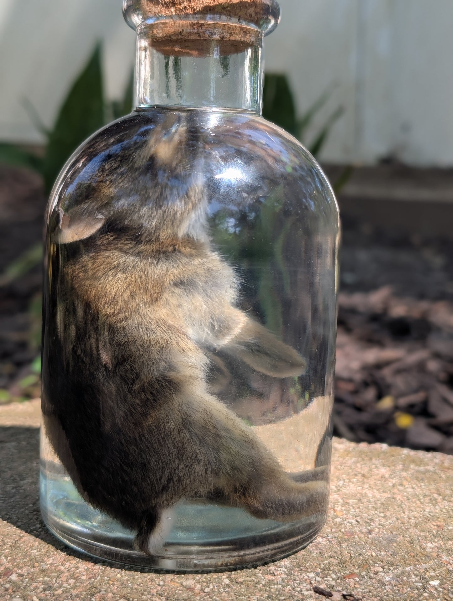 BUNNY WET SPECIMEN #1