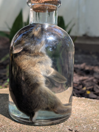 BUNNY WET SPECIMEN #1