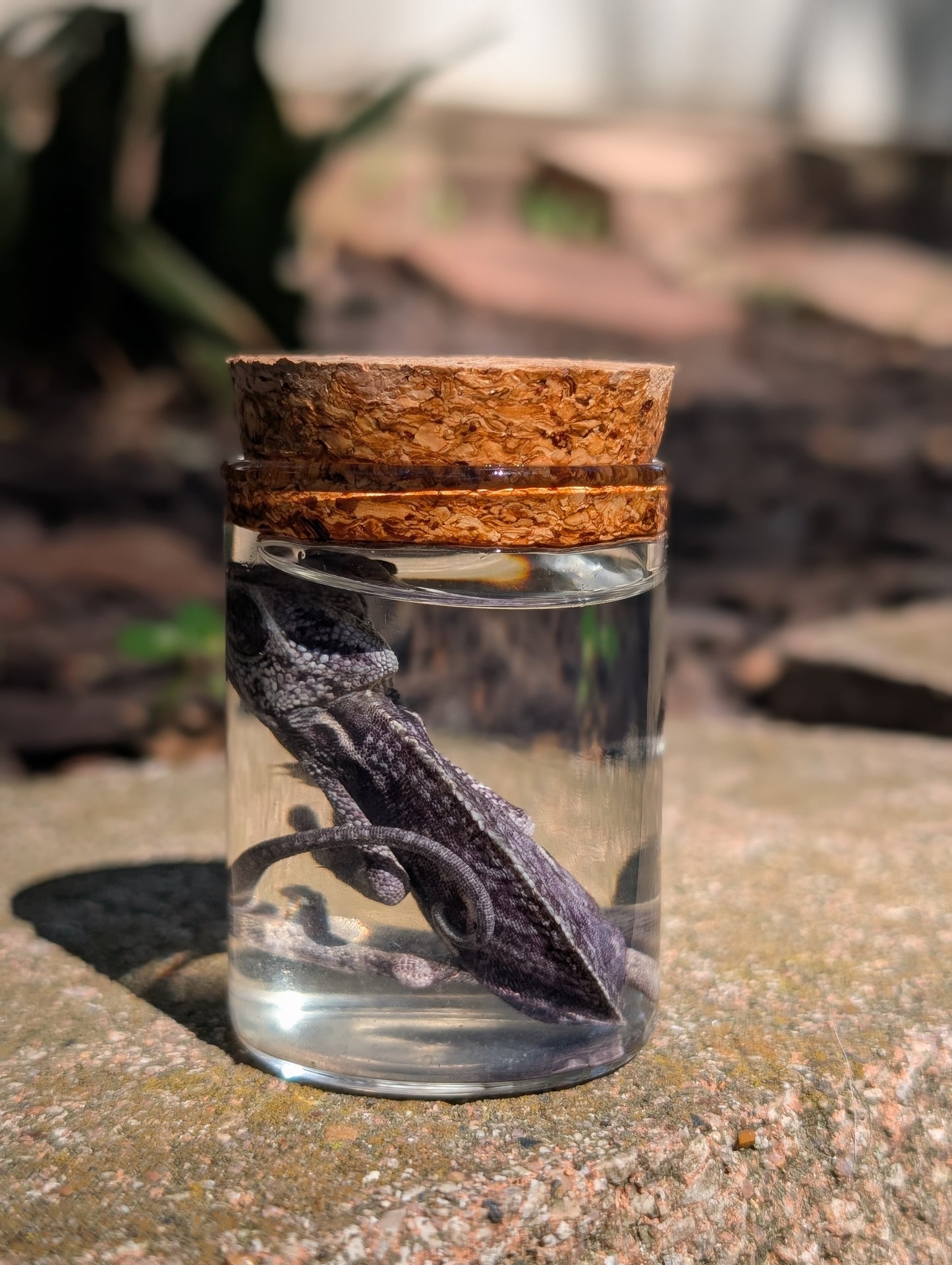 Baby chameleon #1 wet specimen