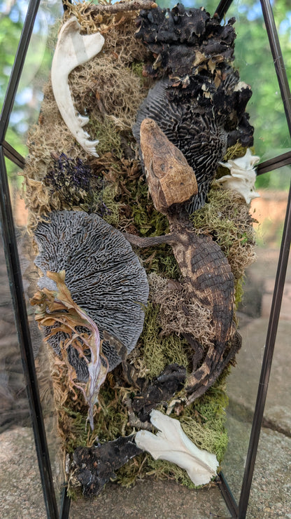 Mummified cayman crocodile coffin terrarium