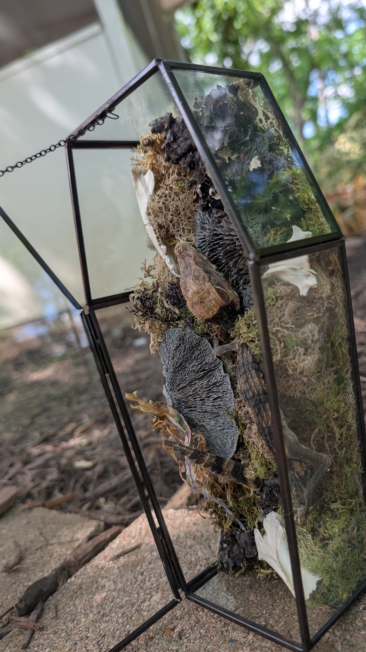 Mummified cayman crocodile coffin terrarium