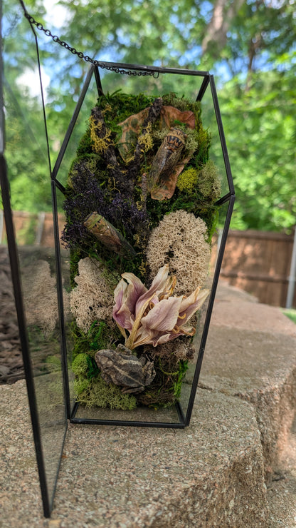 Toad and cicada coffin terrarium