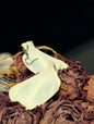 Fawn pelvic bones