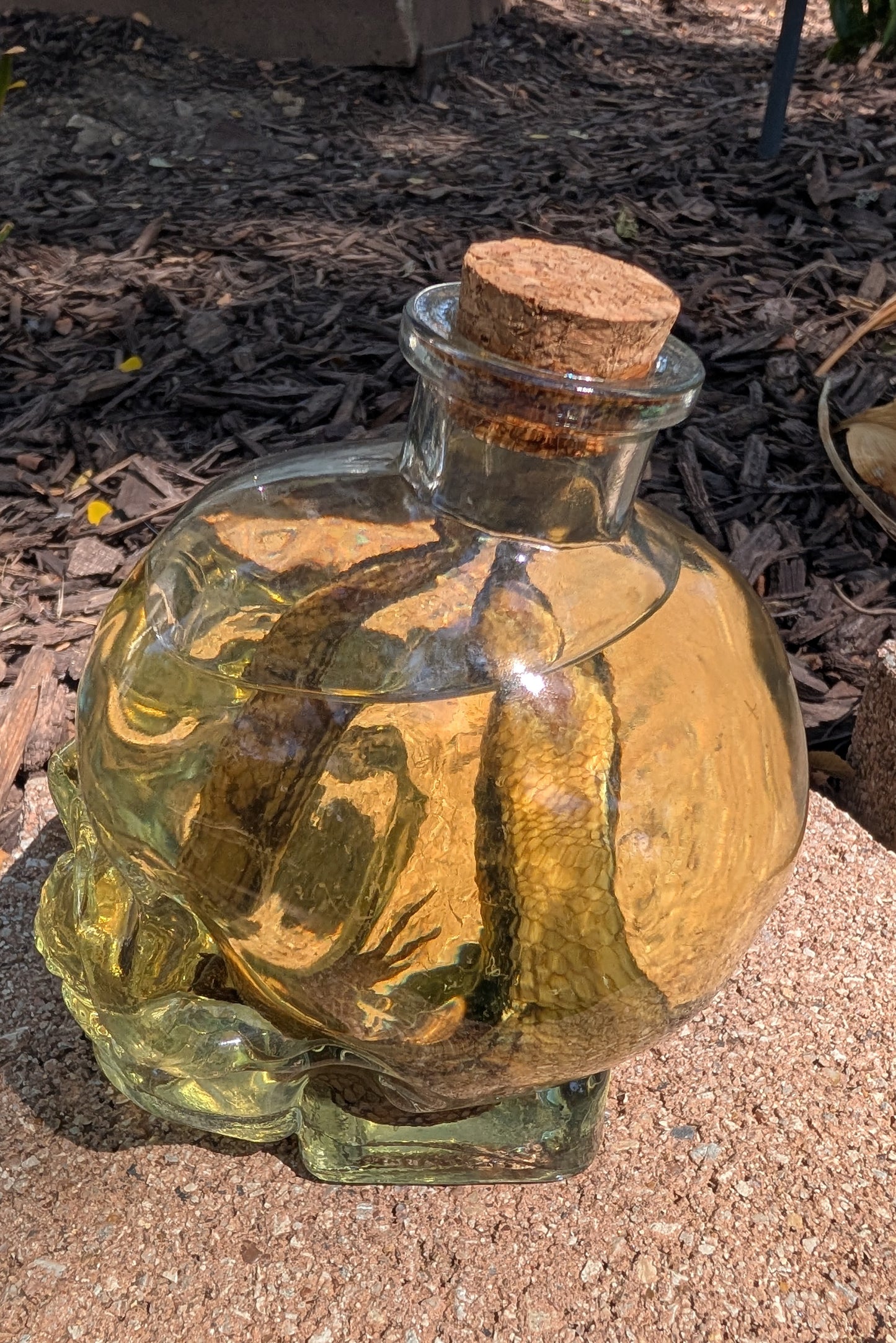 Skull Skink - wet specimen