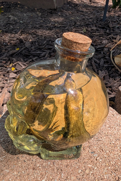 Skull Skink - wet specimen