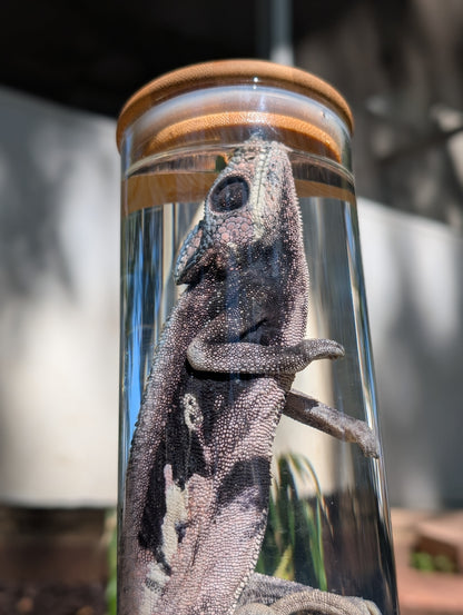 VEILED CHAMELEON- WET SPECIMEN