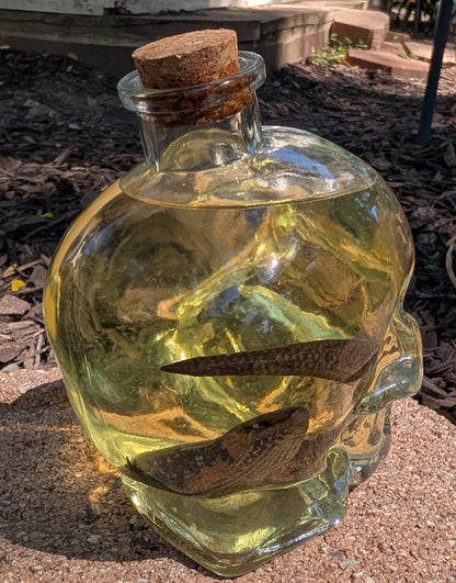 Skull Skink - wet specimen