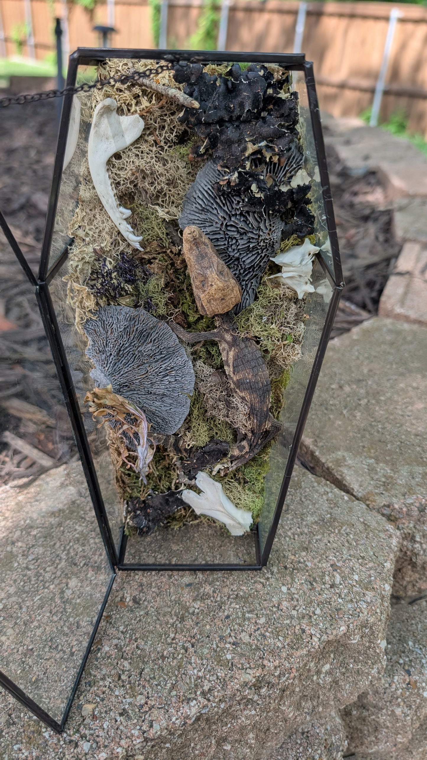 Mummified cayman crocodile coffin terrarium