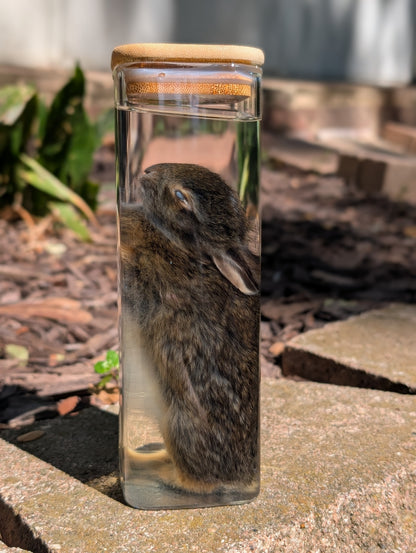 Bunny wet specimen #3